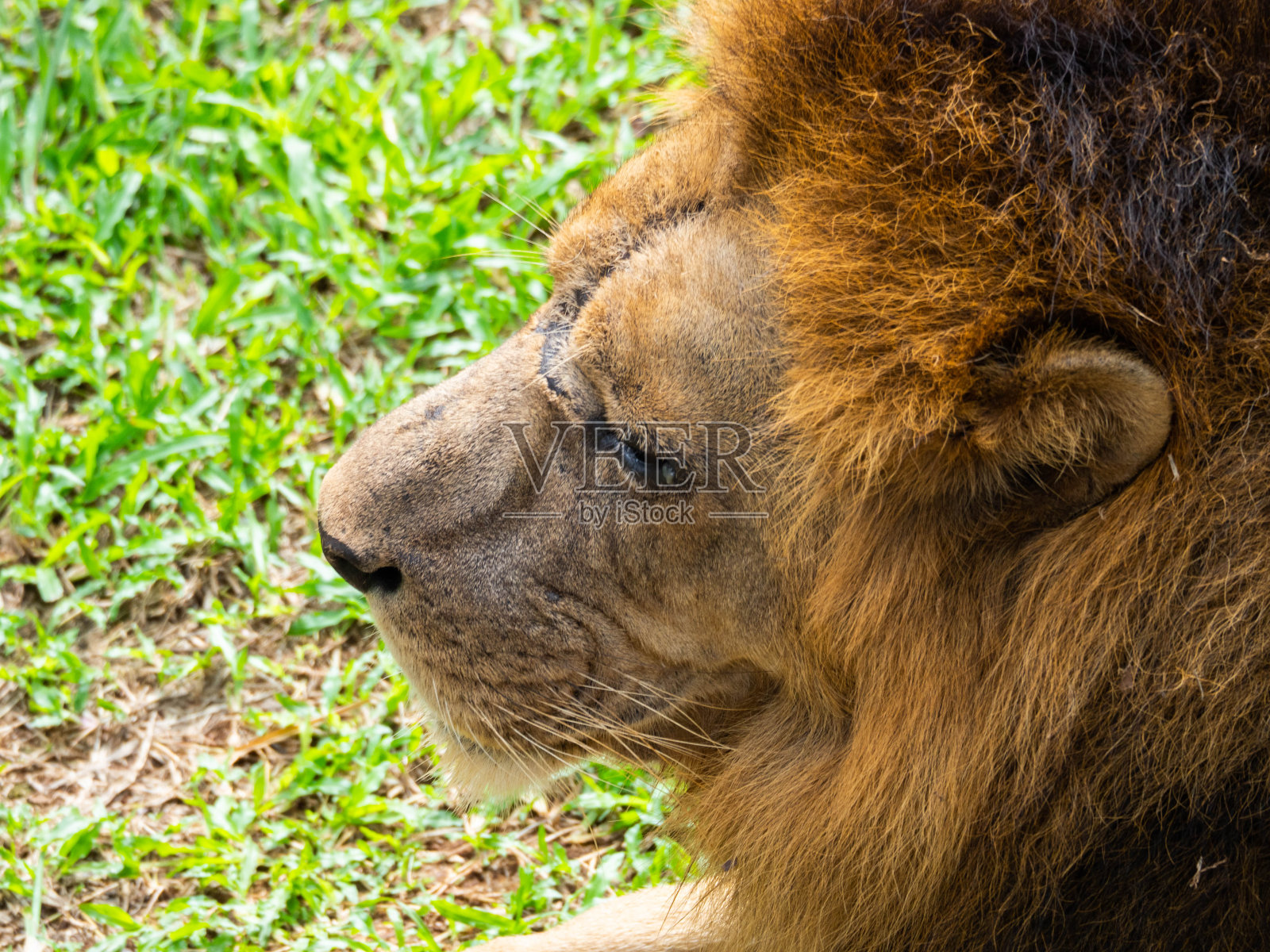 一头狮子躺在地上照片摄影图片