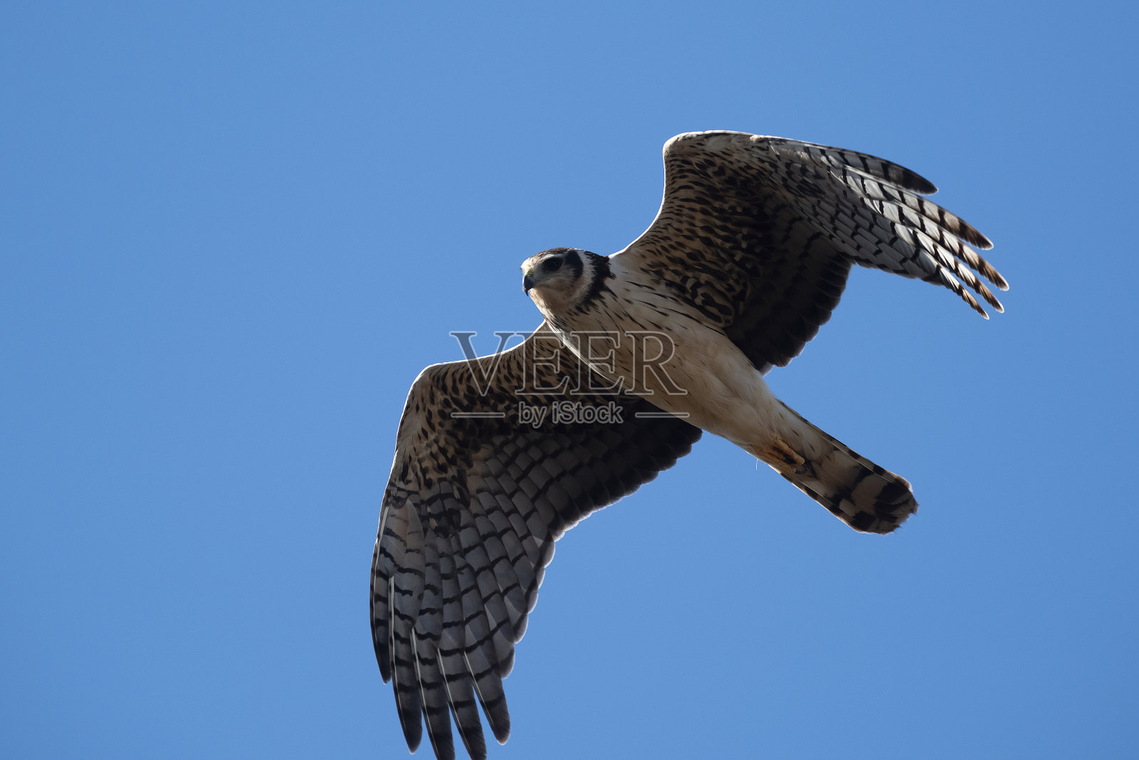 在拉潘帕省飞行的长翼鹞,照片摄影图片