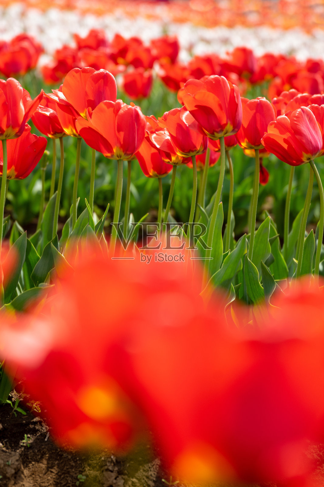 春天的郁金香田照片摄影图片