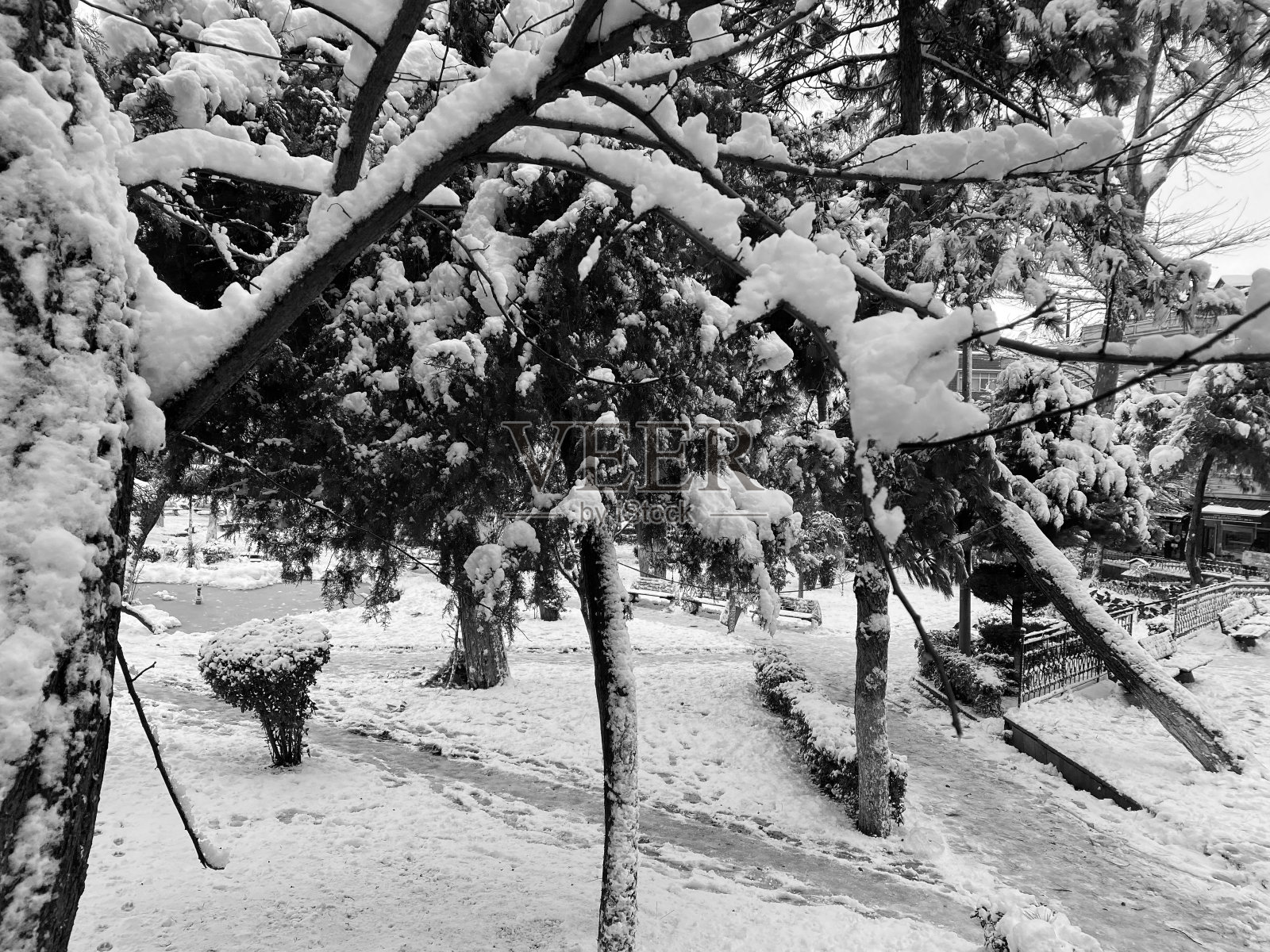 冬季景观照片摄影图片