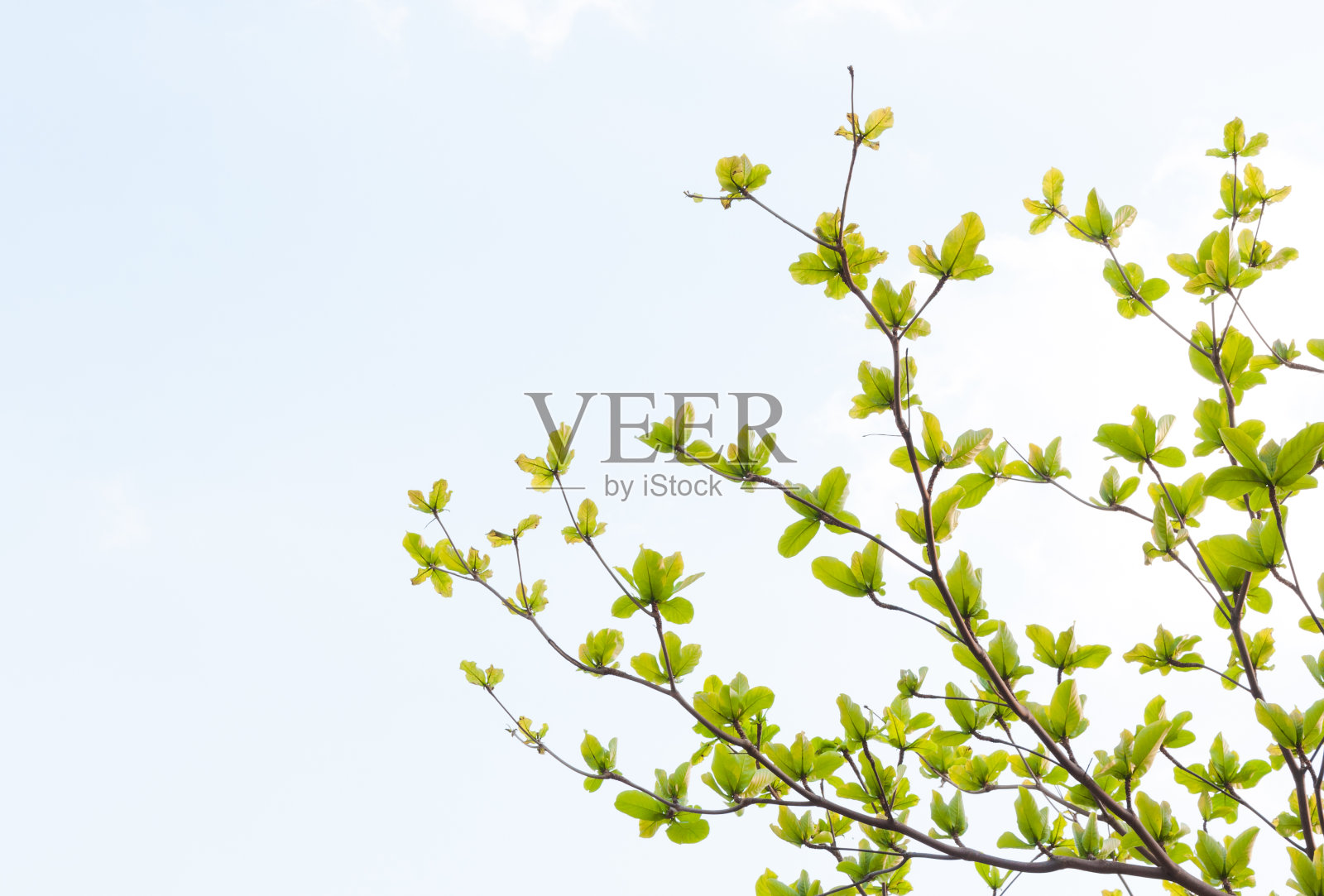 明亮的绿色装饰树叶与树枝,宁静的风景和一个奇妙的形象为背景,生态概念照片摄影图片