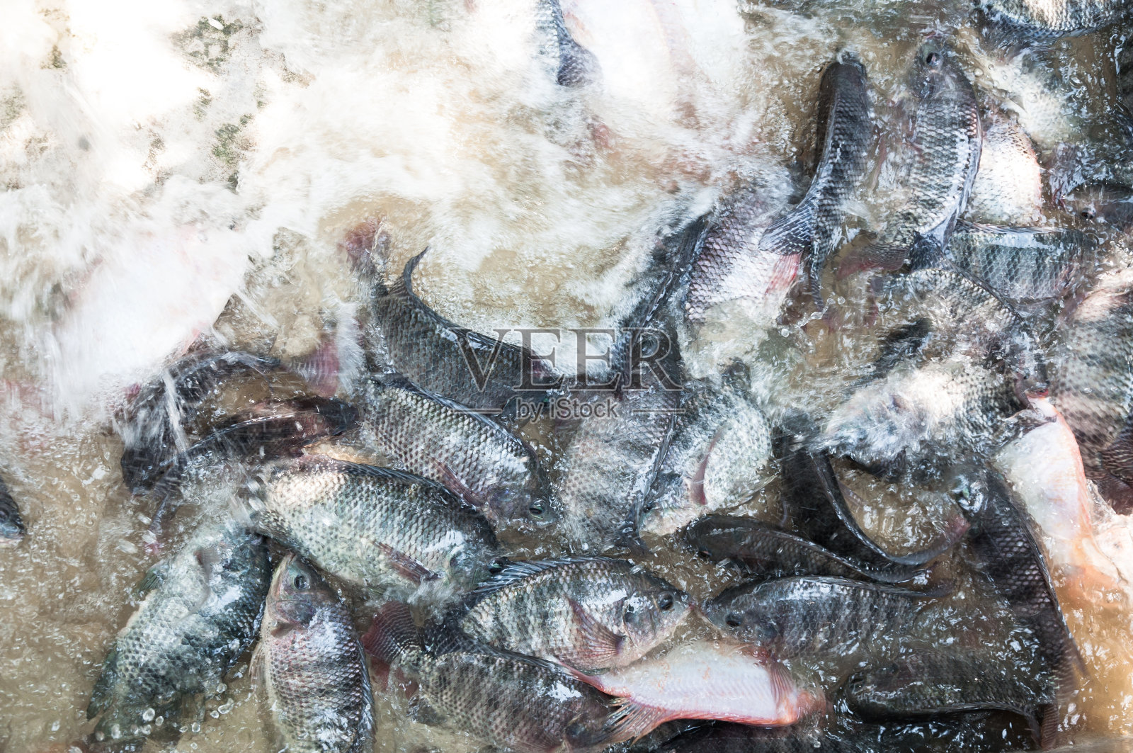 淡水罗非鱼和红色罗非鱼在水场,在笼子里的鱼,在泰国养鱼照片摄影图片