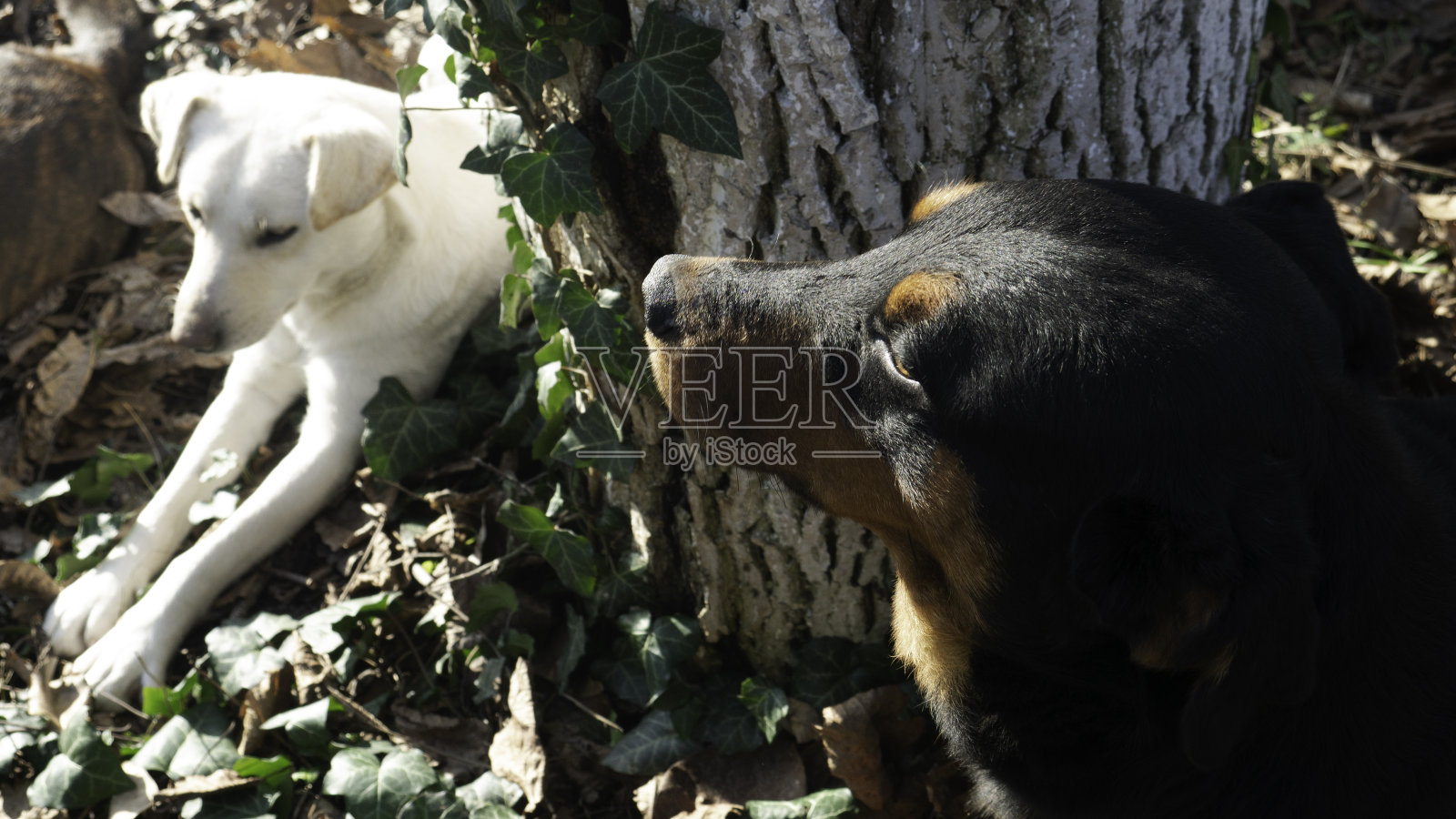在一个阳光明媚的秋日,院子里的狗。照片摄影图片