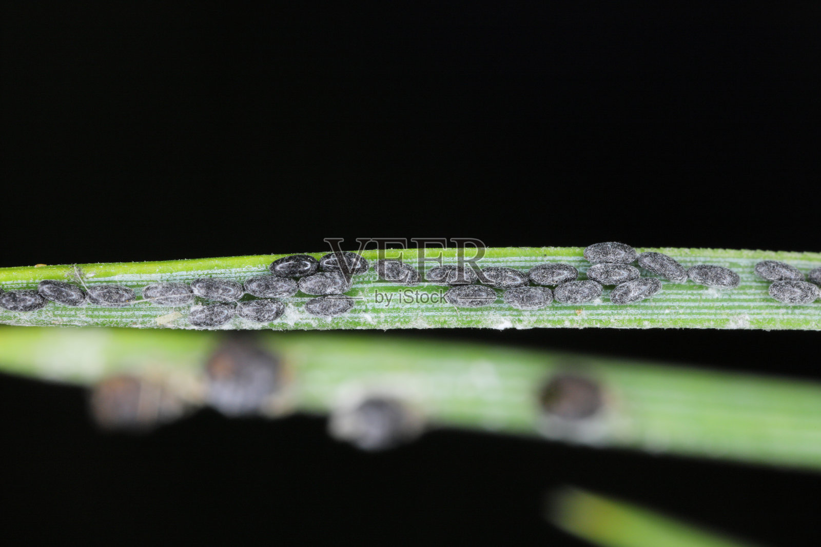 蜡质灰色松针蚜虫的卵- Schizolachnus pineti是常见的和广泛的在欧洲和亚洲的部分地区,并引入到北美。松针上的昆虫。照片摄影图片