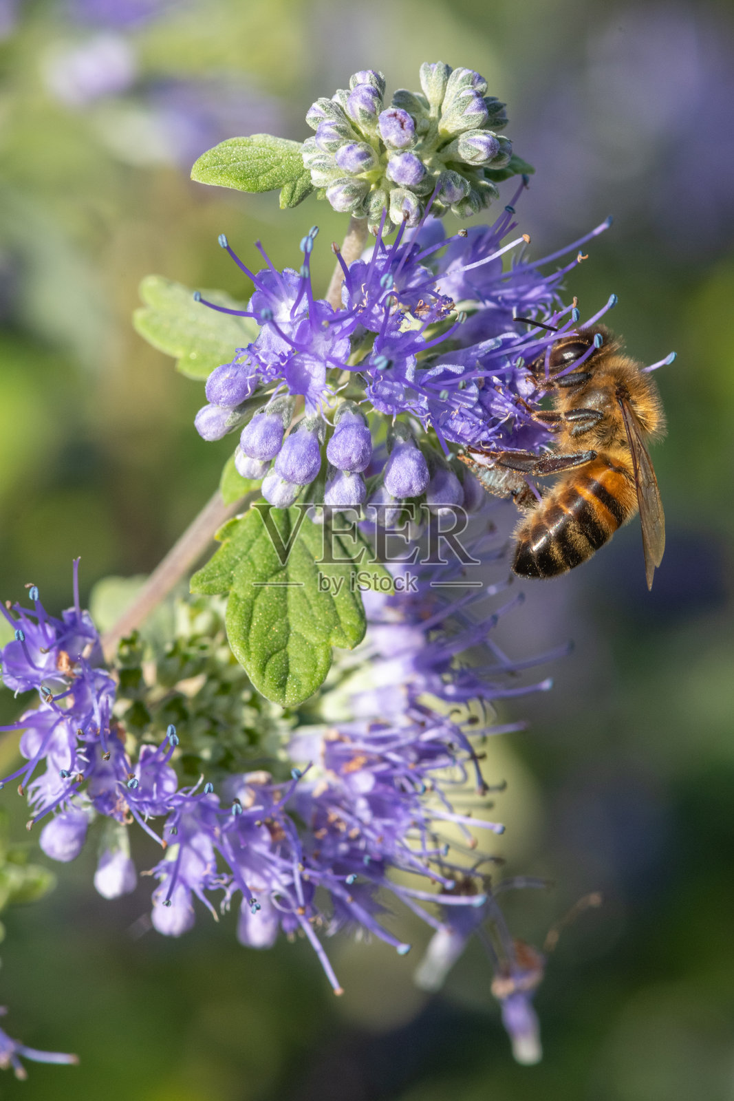 蓝胡子(caryopteris incana)花照片摄影图片