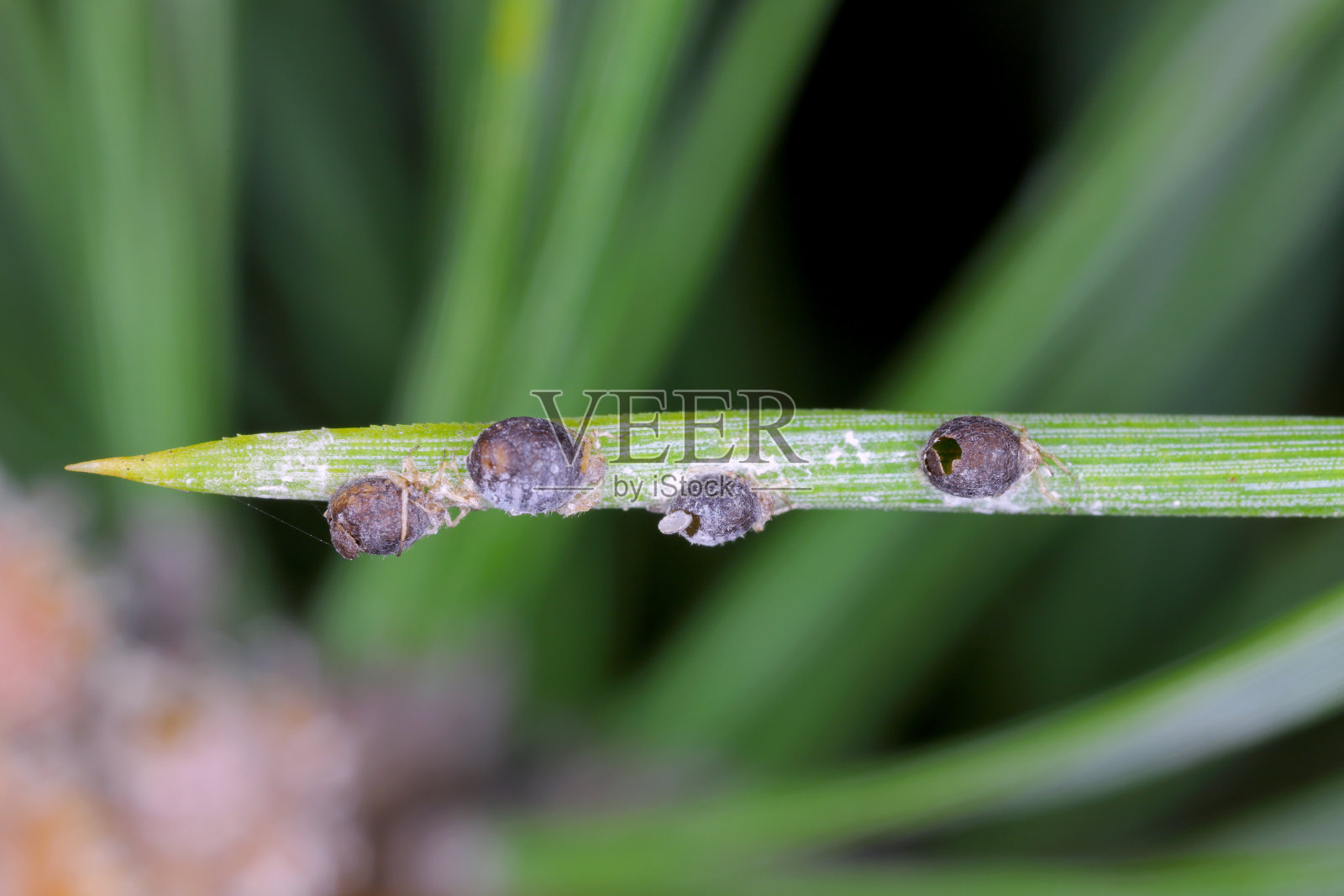 寄生的蜡质灰色松针蚜- Schizolachnus pineti是常见的和广泛的在欧洲和亚洲的部分地区,并引入到北美。松针上的昆虫。照片摄影图片