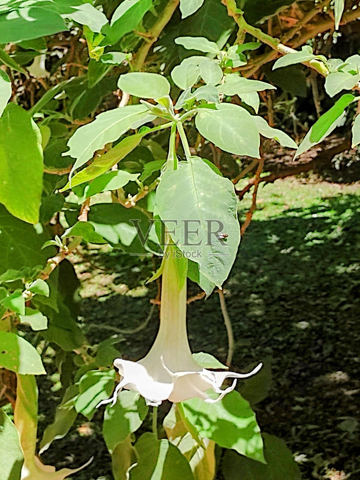 天使的小号照片摄影图片