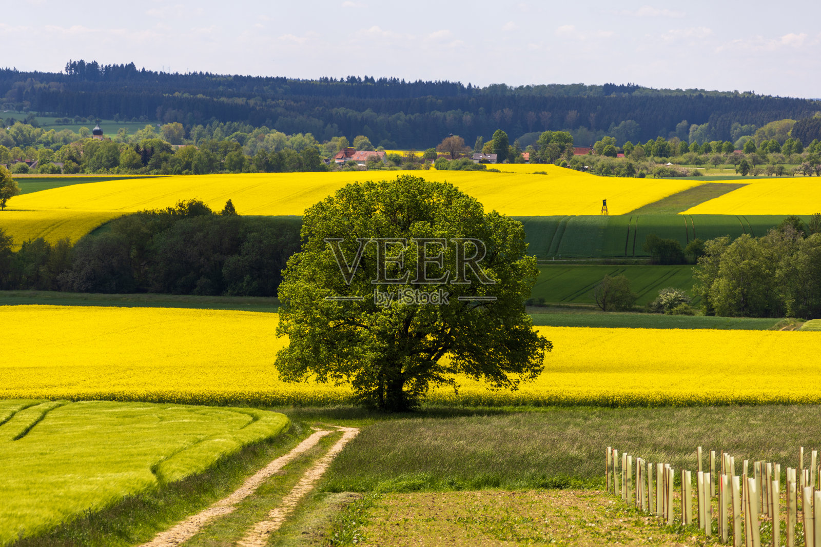 一棵孤零零的树在黄色开花的油菜籽地前照片摄影图片