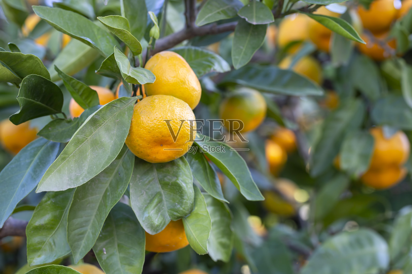 树上有成熟的橘子。柑橘枝上有绿叶,柑橘园阳光灿烂照片摄影图片