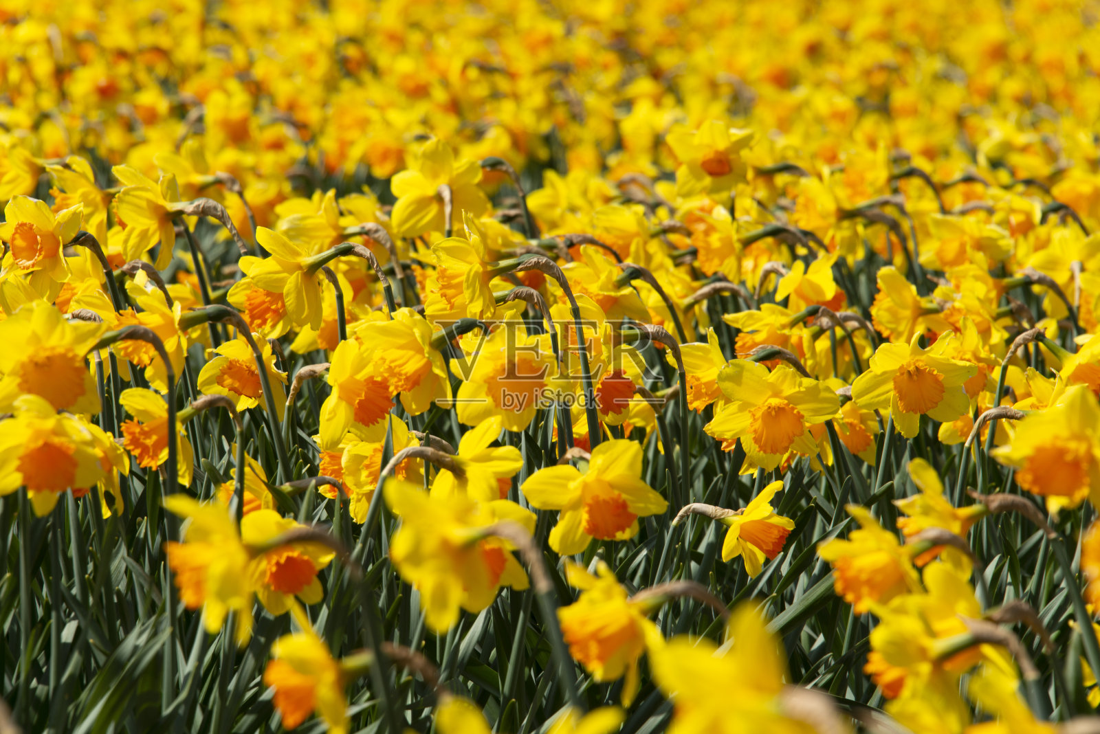 水仙花照片摄影图片