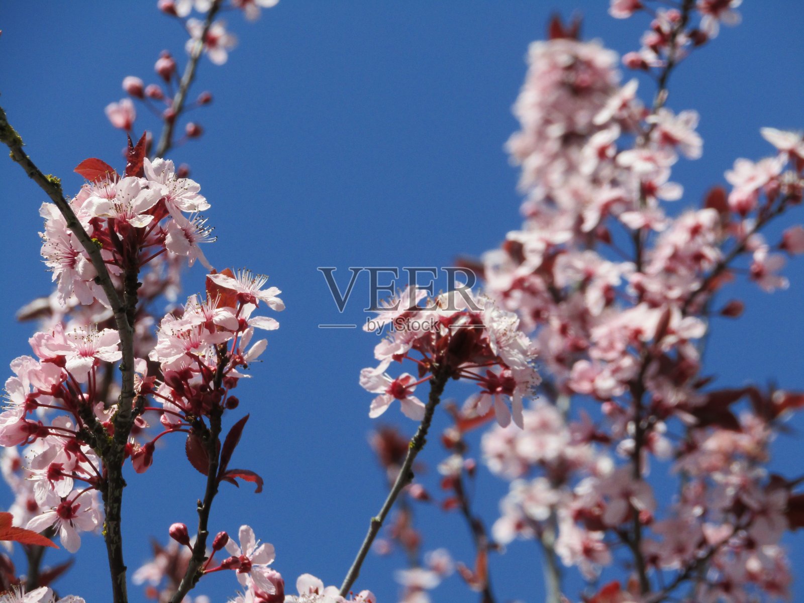 明亮、甜美、盛开的粉红色、红色的樱花梅花在2021年3月盛开照片摄影图片