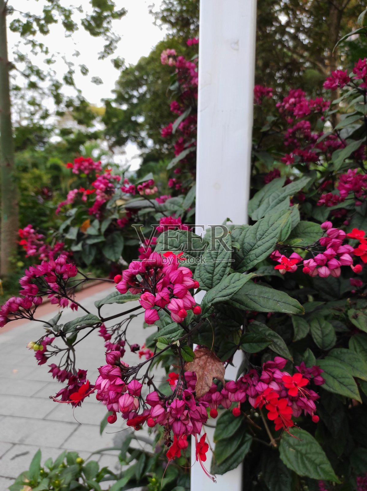 开花的冬青树照片摄影图片