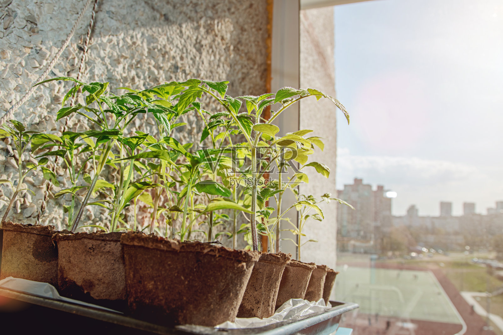 番茄或辣椒苗的侧面视图,在花盆中站在阳台上照片摄影图片