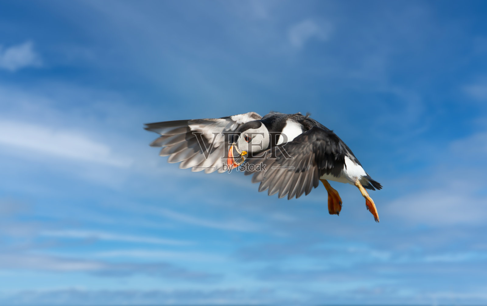 大西洋海雀飞行的近照照片摄影图片