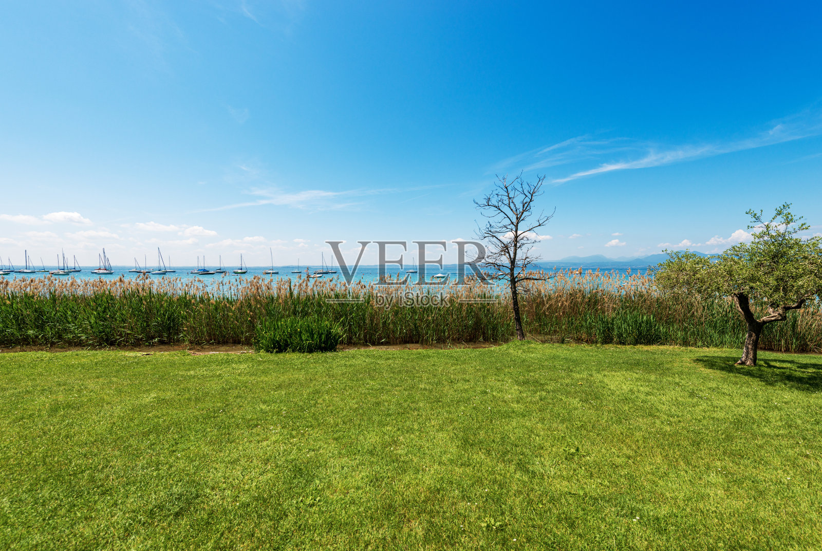 加尔达湖的海岸线,有绿色的草地和芦苇——意大利的巴尔多里诺照片摄影图片