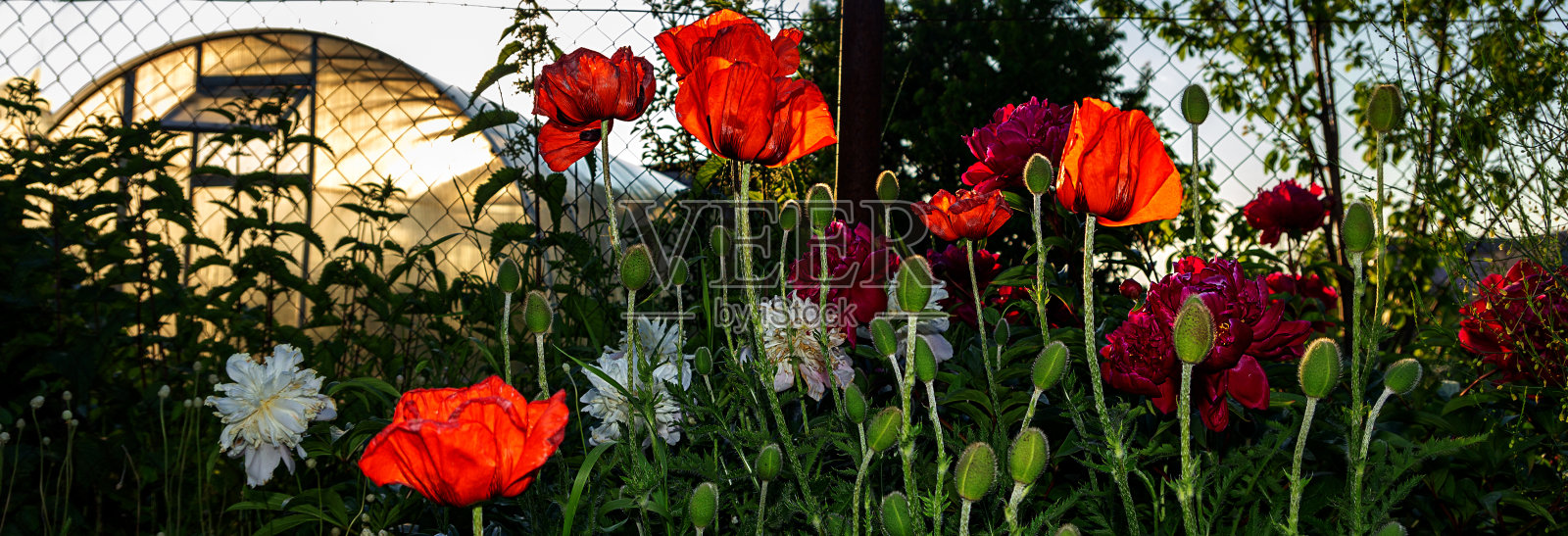 美丽的花在一个花坛在夏天的花园背景在日落。在春夏季节的凉亭里进行园艺。全景横幅。照片摄影图片