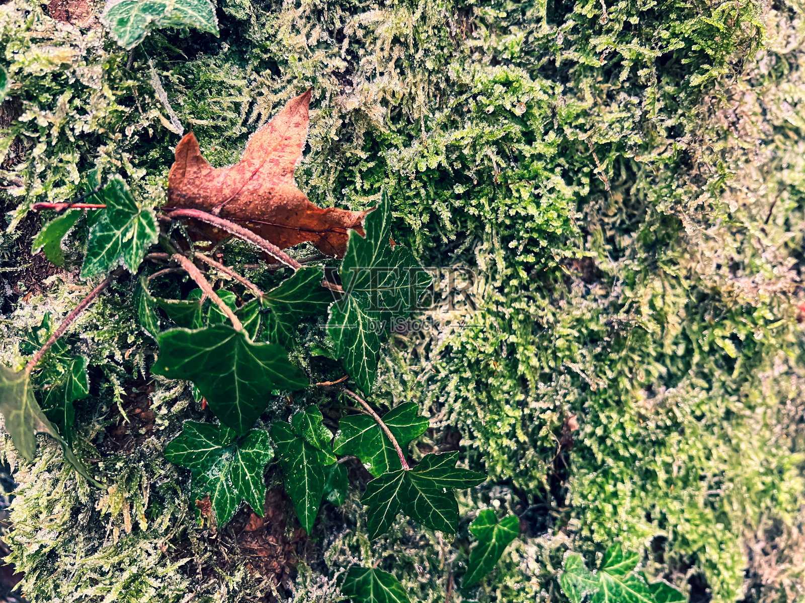长满苔藓和绿色植物的潮湿树皮。照片摄影图片