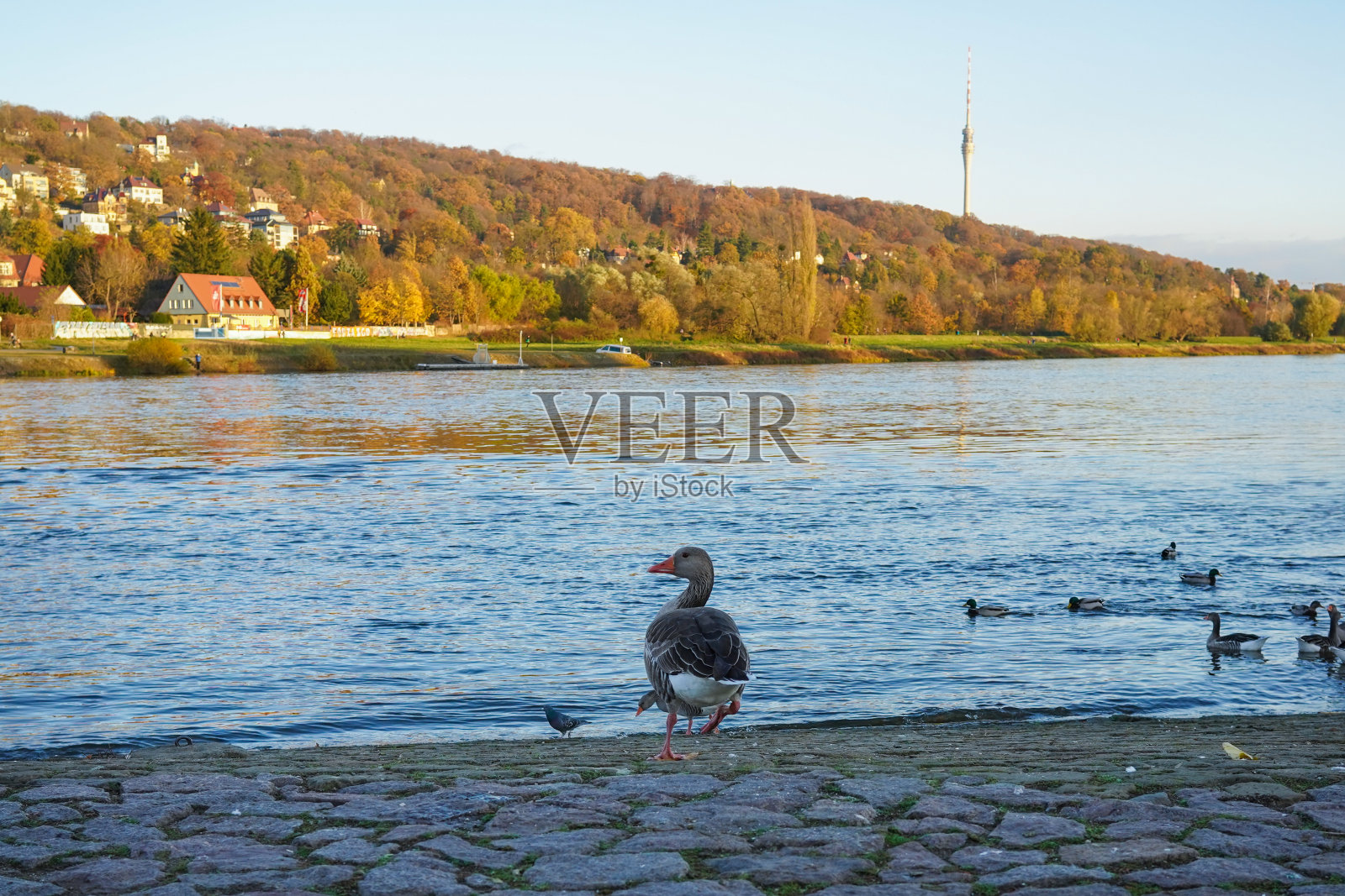 在德累斯顿易北河的灰鹅照片摄影图片