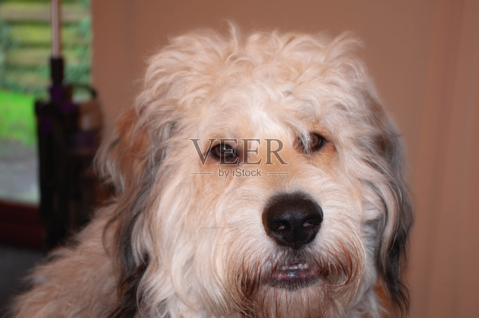 用鼻子摆姿势照片摄影图片