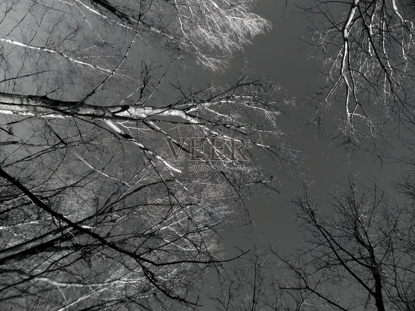 森林里的路和冬天的树木都是黑白相间的照片摄影图片