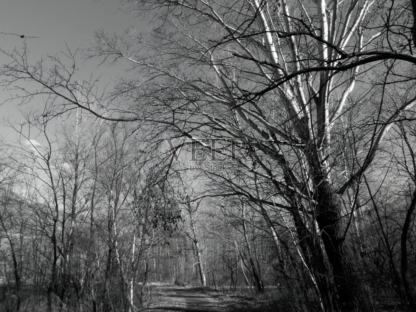森林里的路和冬天的树木都是黑白相间的照片摄影图片