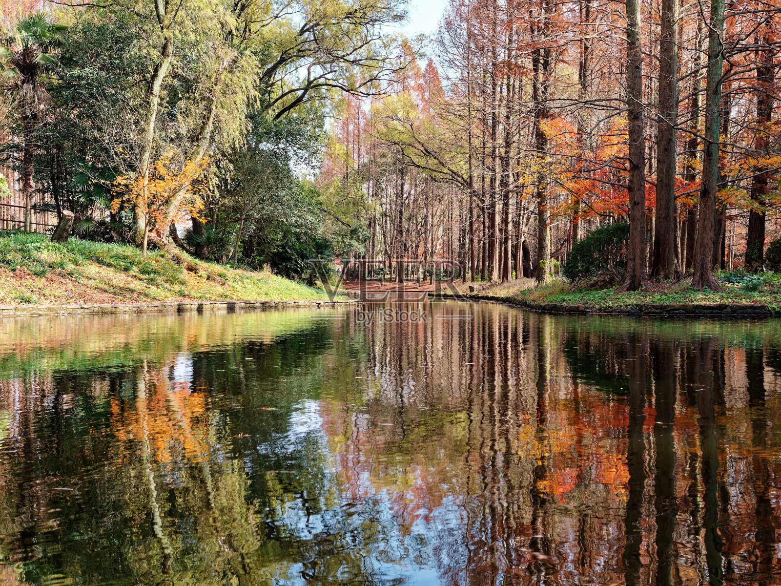 上海共青森林公园,秋日阳光明媚,水边黎明红杉倒映在水中。照片摄影图片