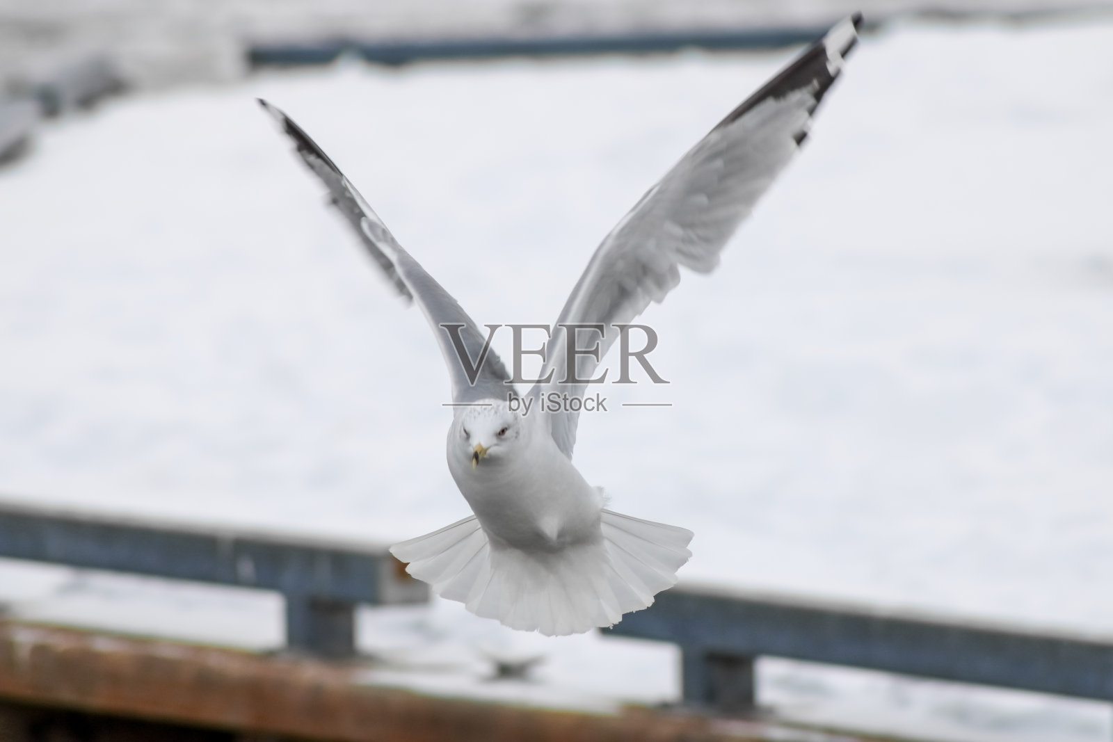 加拿大安大略省斯卡伯勒悬崖公园的海鸥照片摄影图片