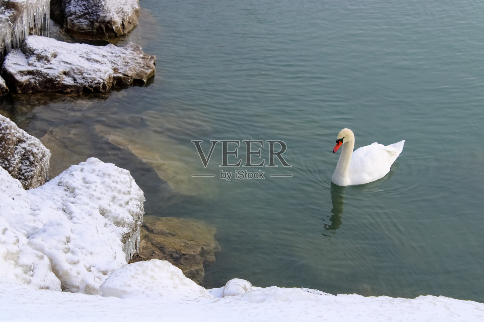 加拿大安大略省斯卡伯勒悬崖公园的鹅照片摄影图片