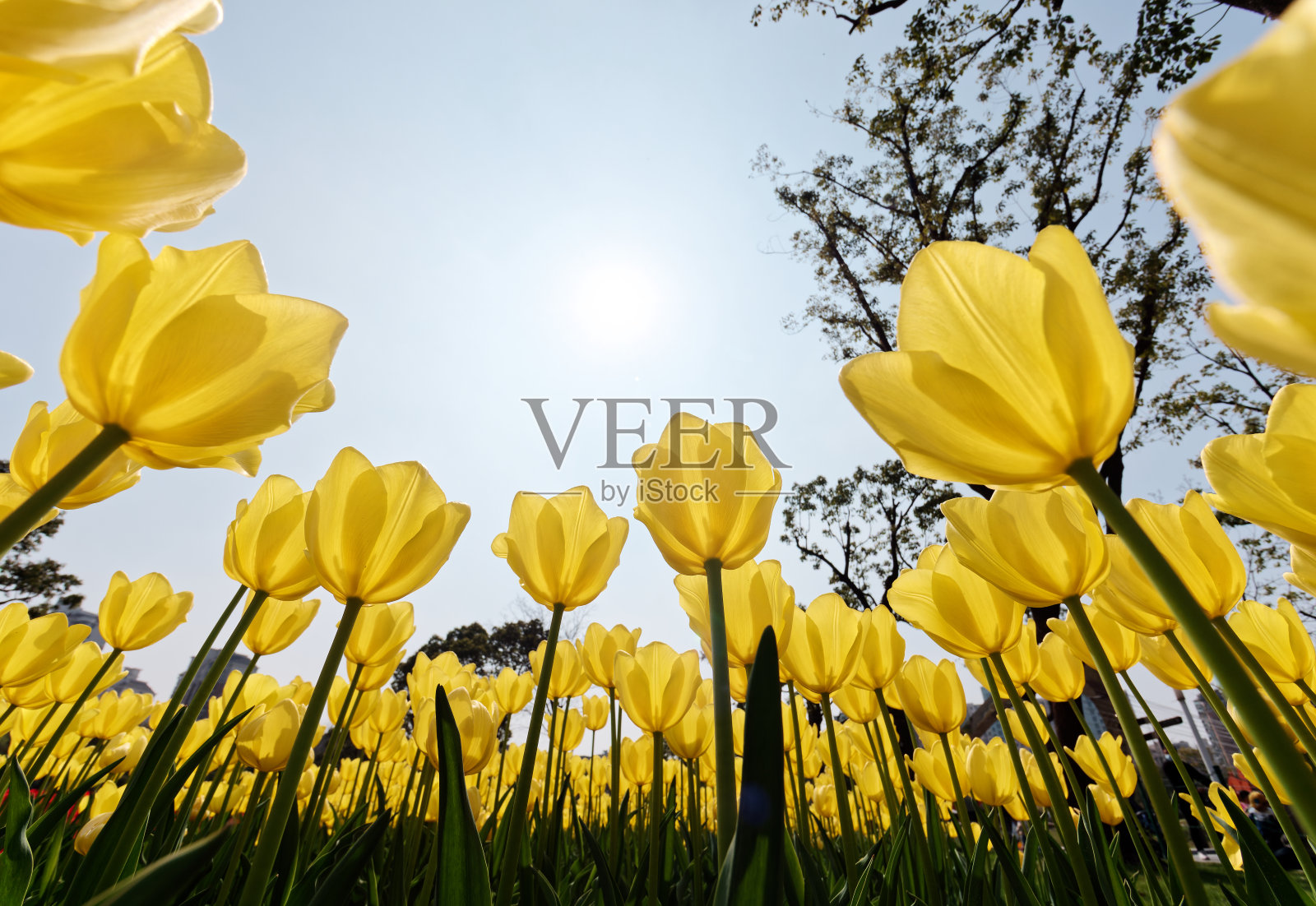 一组色彩斑斓的郁金香花,在冬天或春天的郁金香田,用于明信片的美丽装饰和农业概念设计。照片摄影图片