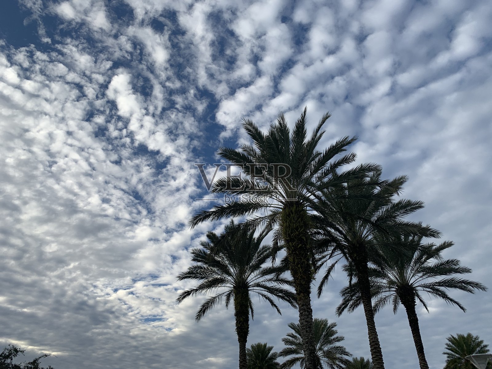 棕榈树照片摄影图片