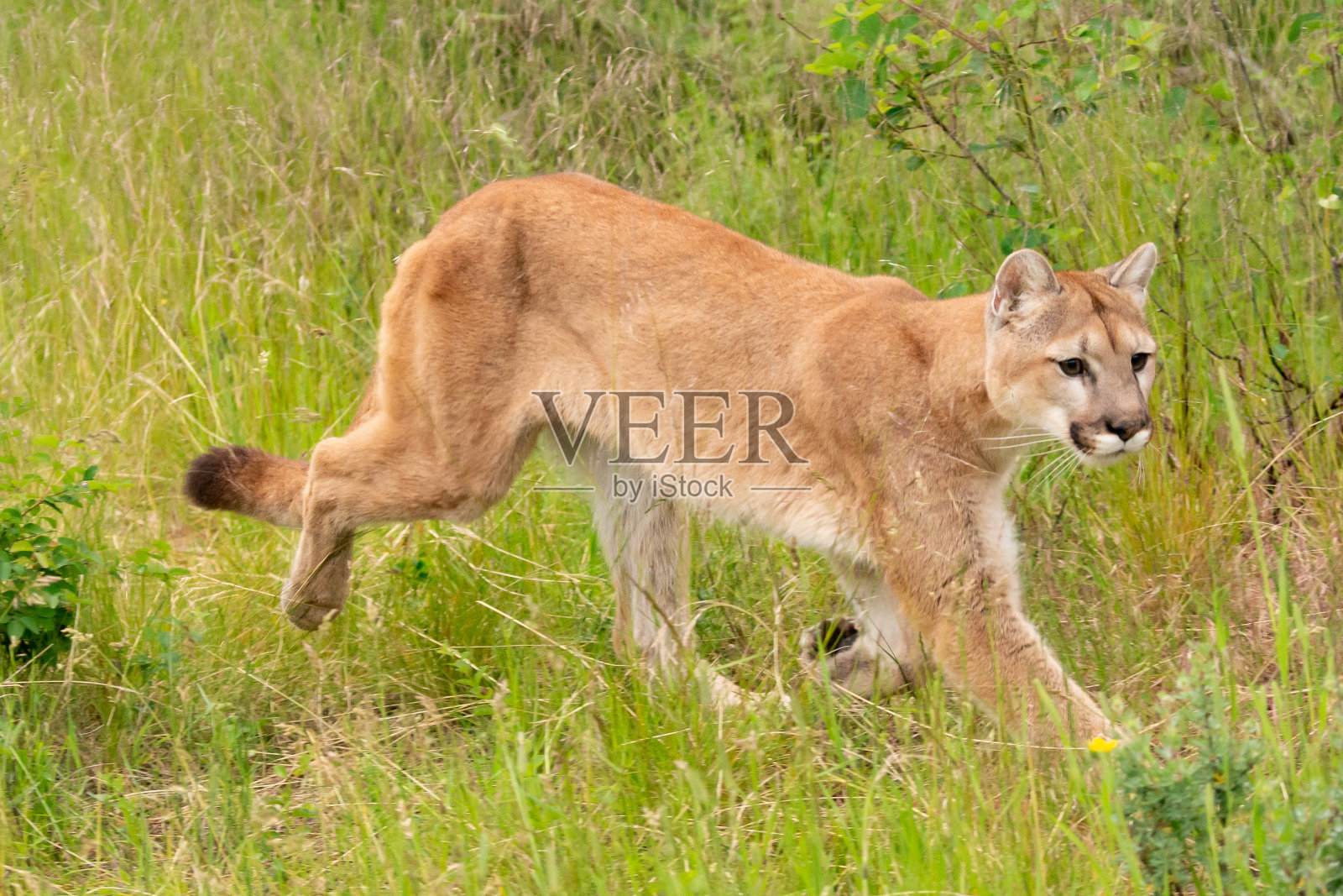 美洲狮照片摄影图片