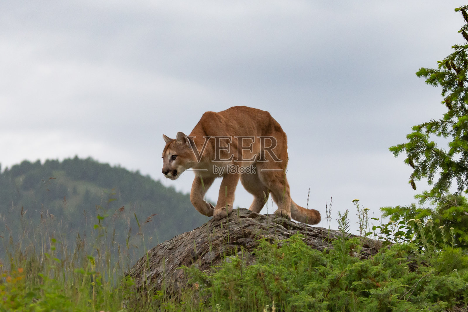 美洲狮照片摄影图片