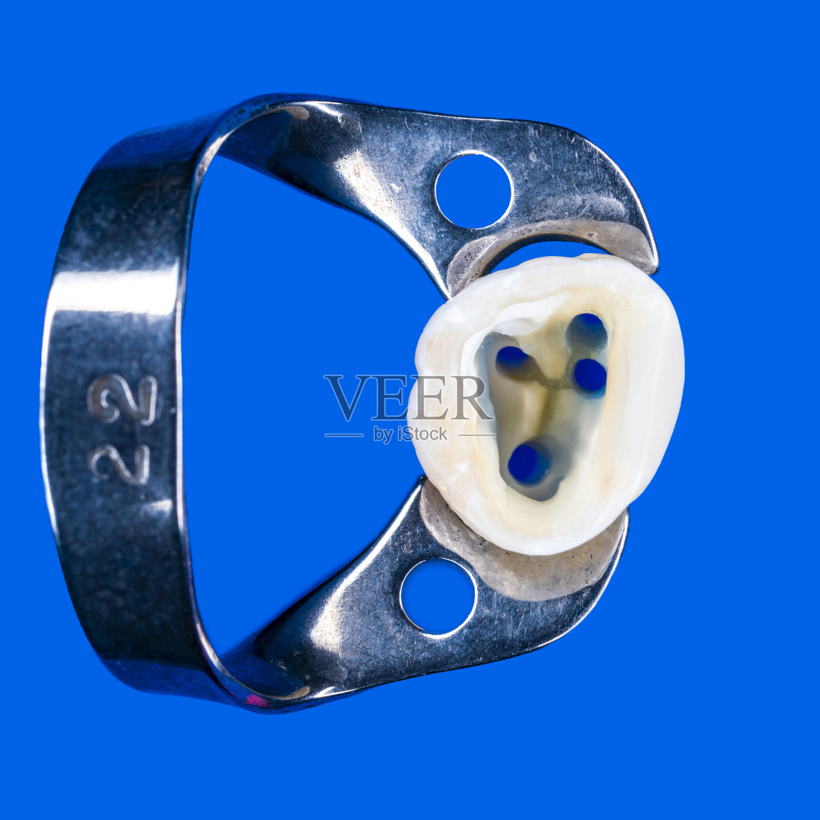 牙科艺术图片,一颗臼齿有4个牙管照片摄影图片