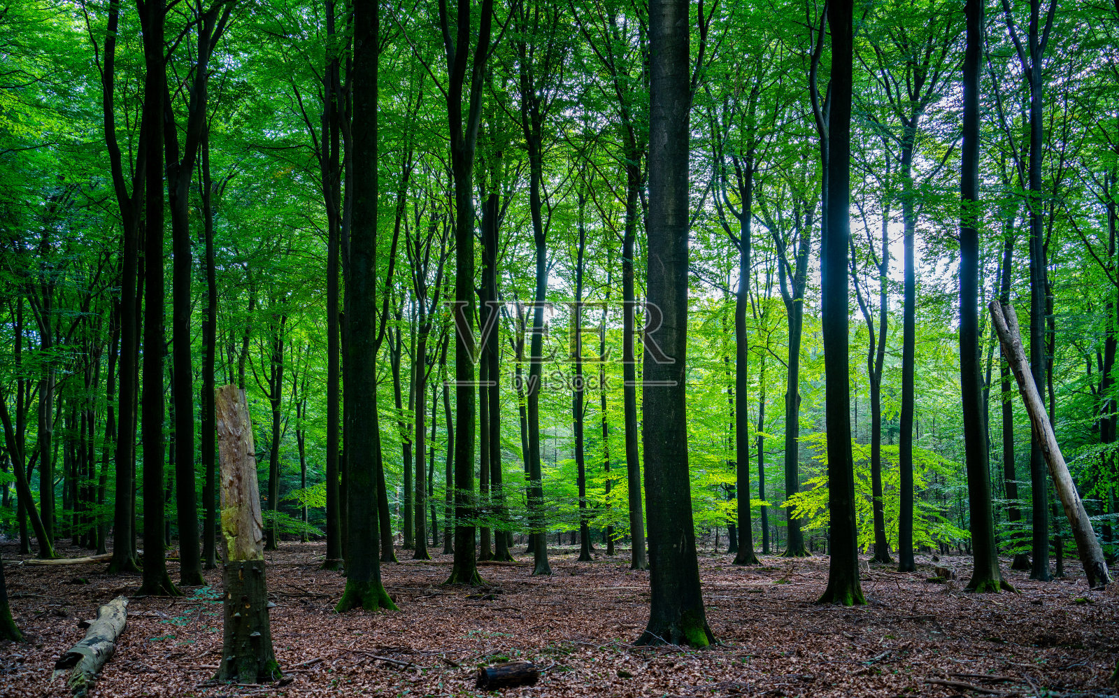 荷兰,维鲁威的一组山毛榉树照片摄影图片
