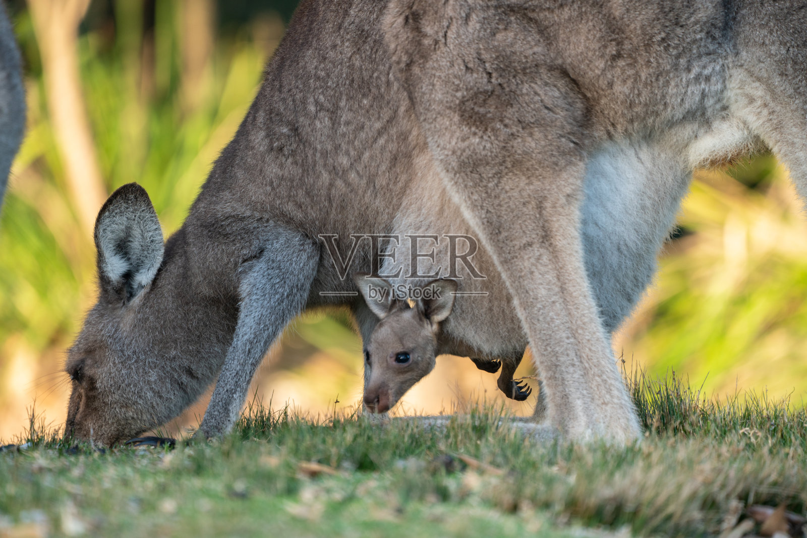 袋鼠在营地照片摄影图片
