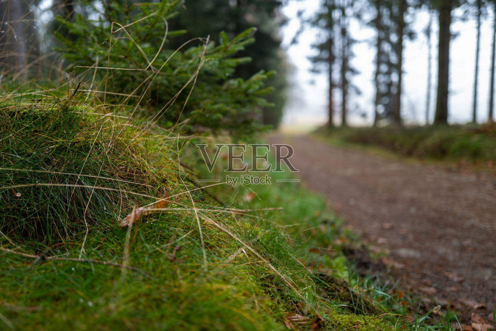 平静的森林照片摄影图片