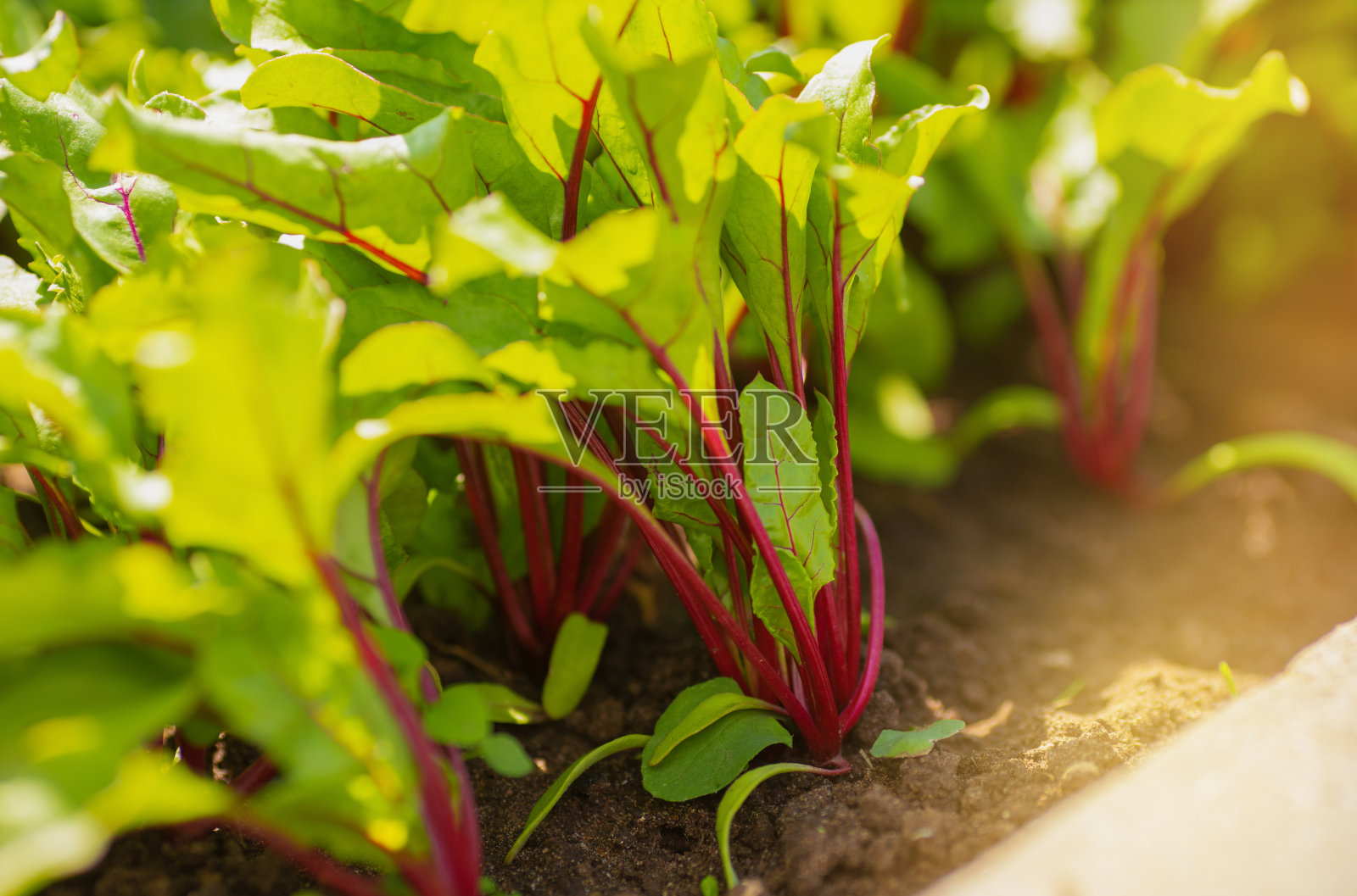 新鲜的甜菜嫩叶在农田土壤中生长照片摄影图片