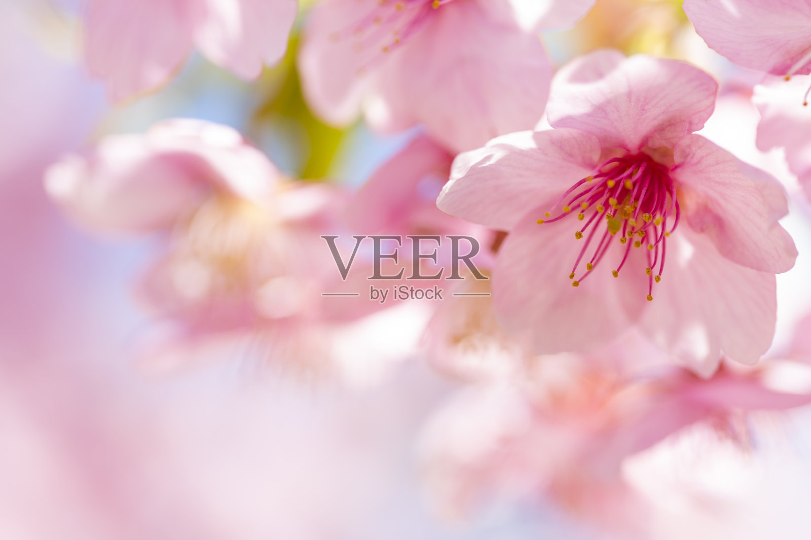 粉红色的樱花照片摄影图片