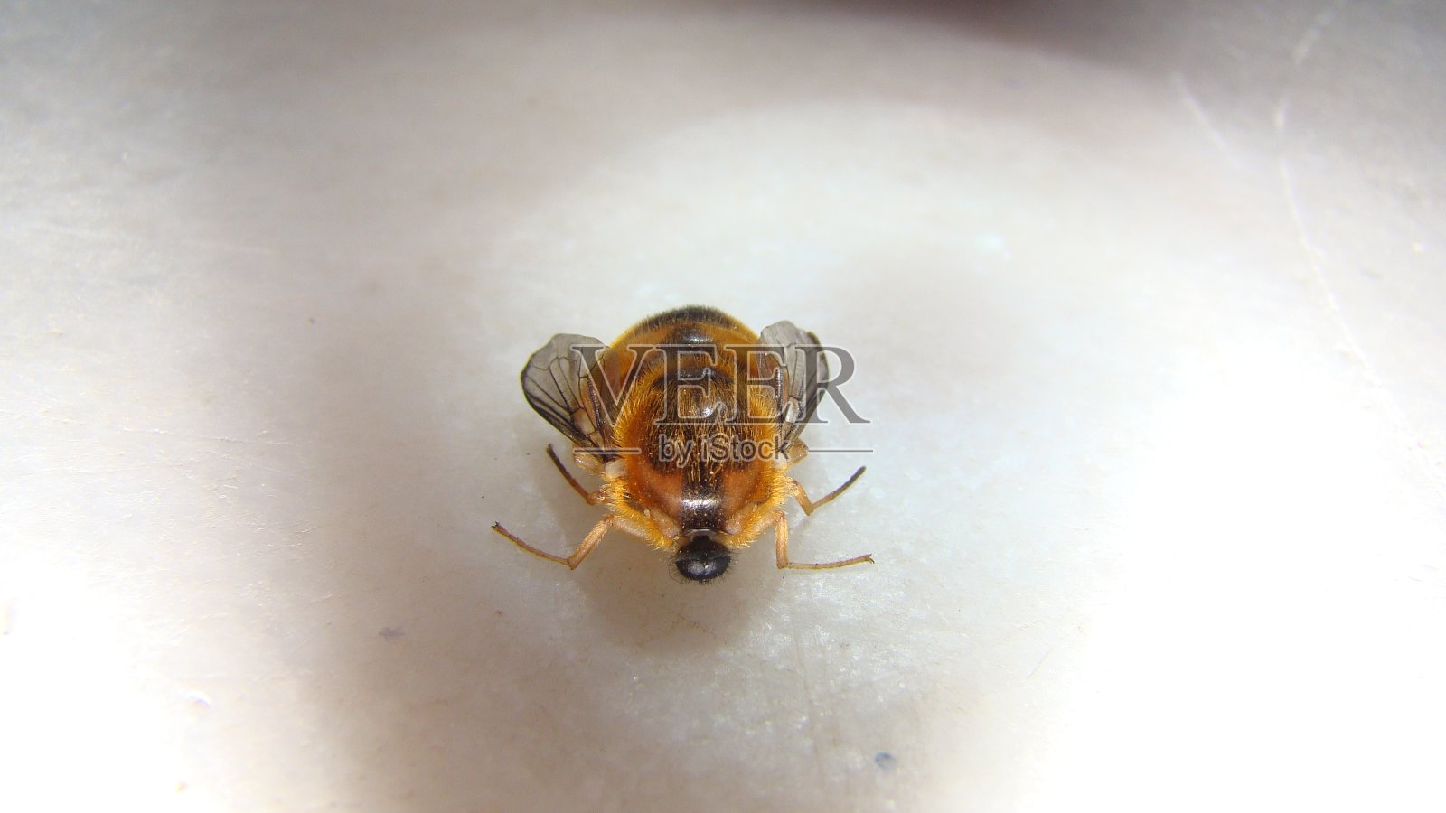 蜜蜂在白色背景上飞行。 食蚜蝇,又称花蝇或食蚜蝇 在花上寻找花蜜的美丽昆虫。 它看起来像一只蜜蜂 食蚜蝇,花蝇,食蚜蝇 授粉照片摄影图片