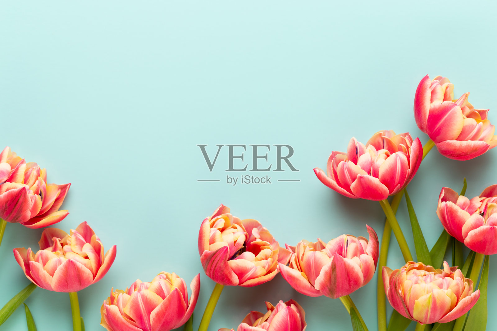 春天的花朵,粉彩背景上的郁金香。怀旧复古的风格。照片摄影图片