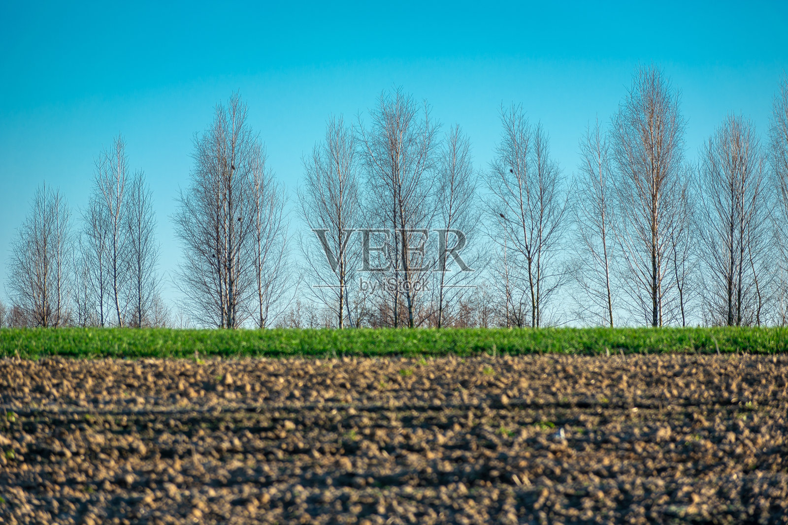 没有叶子的树在耕过的田地后面照片摄影图片