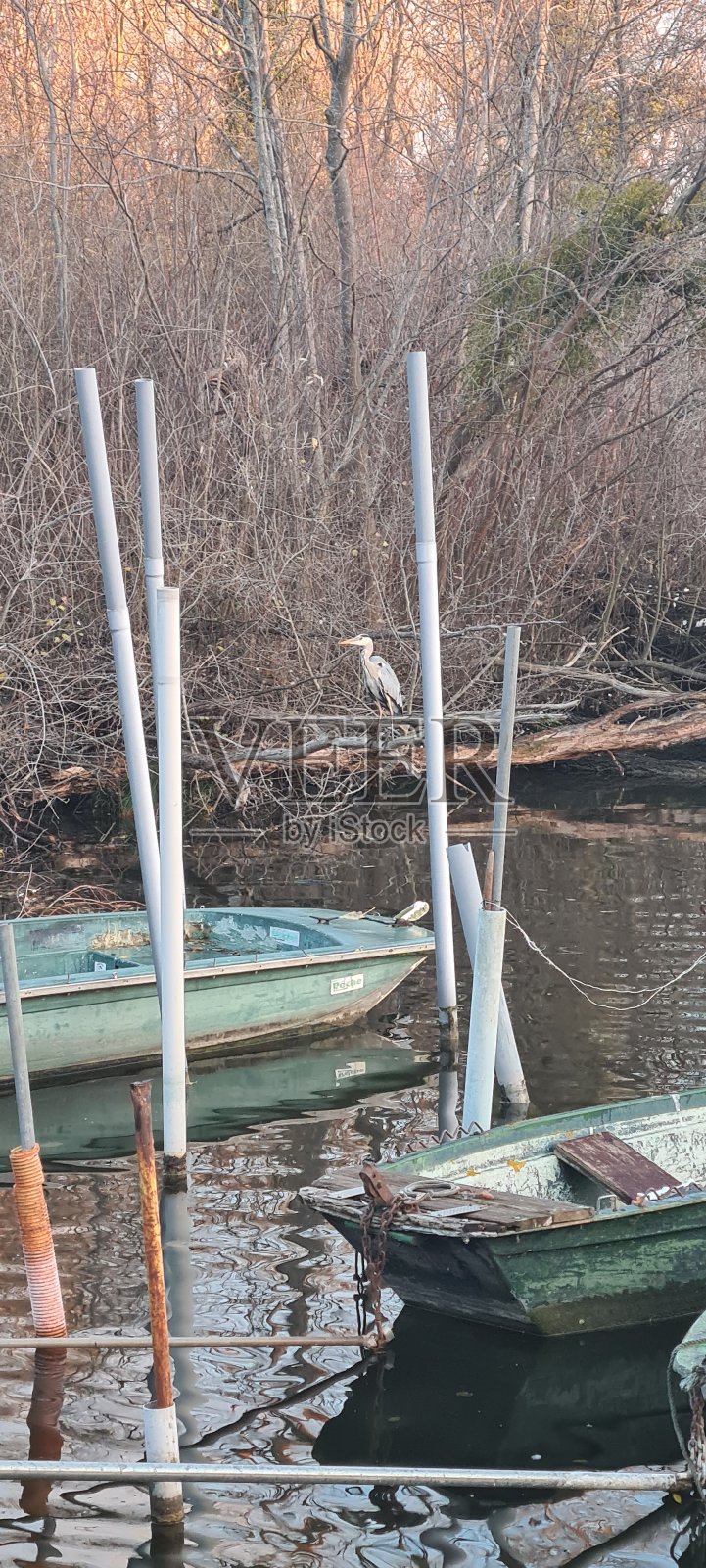 小船和苍鹭照片摄影图片