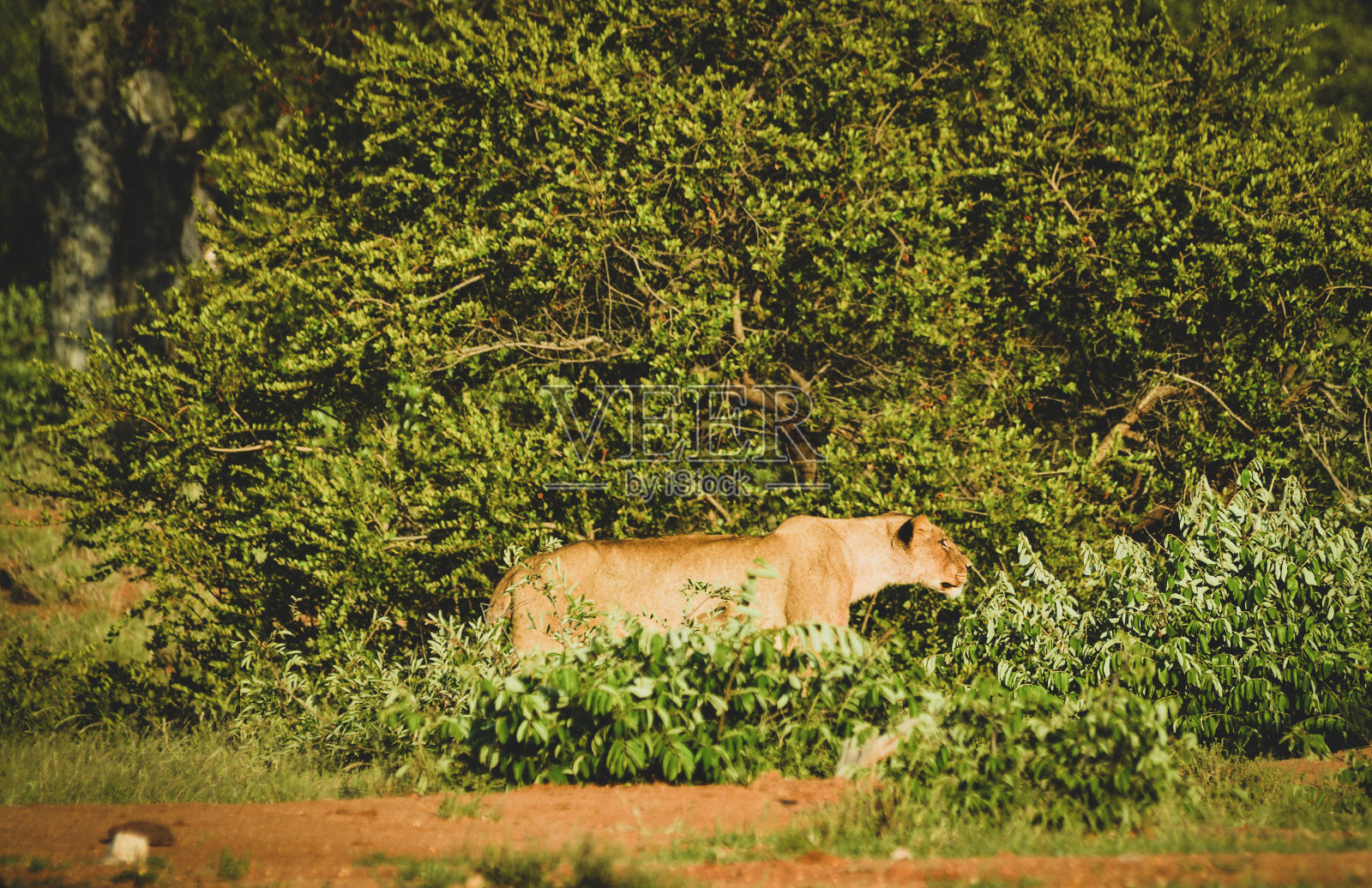 狮子照片摄影图片