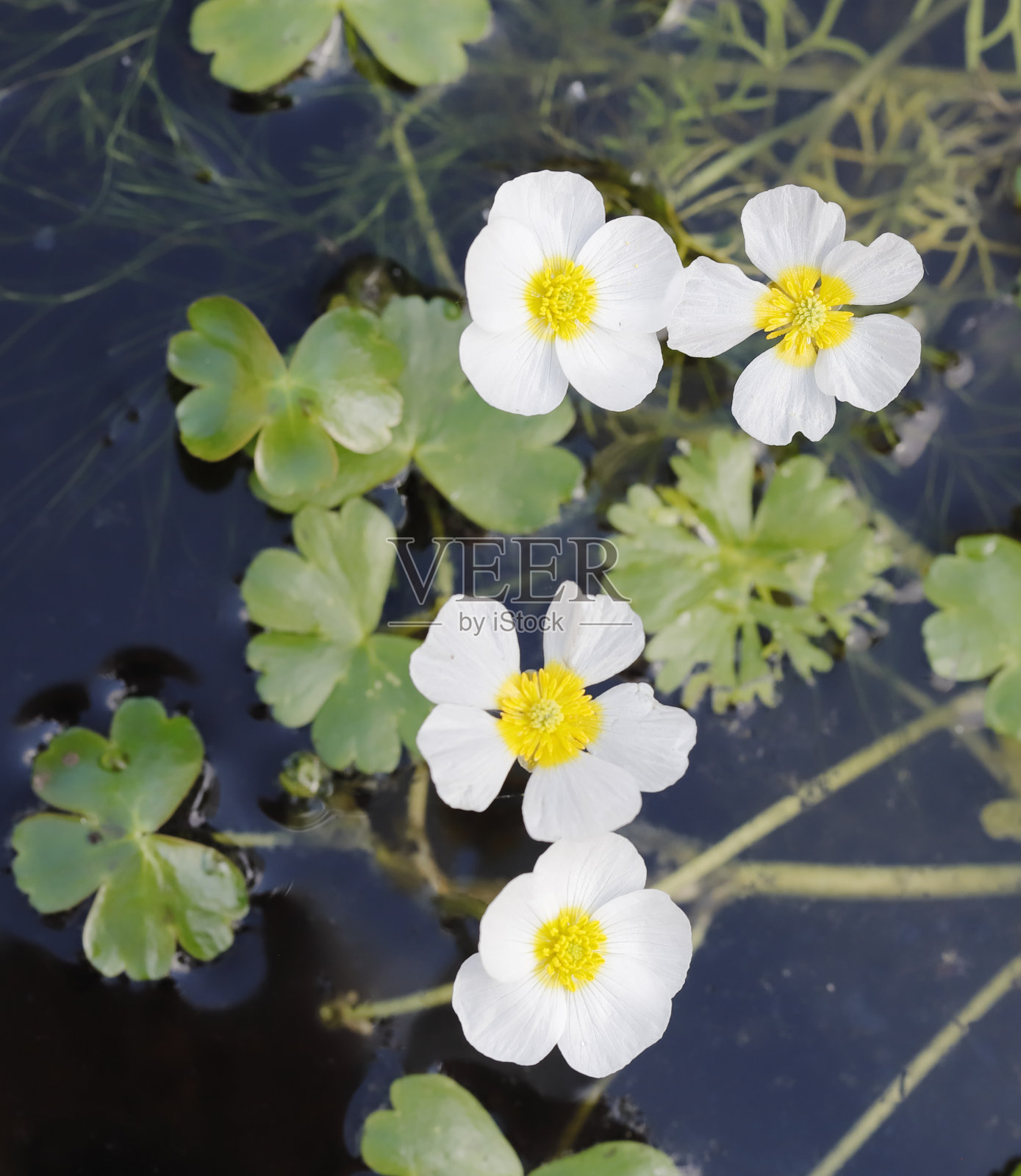 水毛茛照片摄影图片