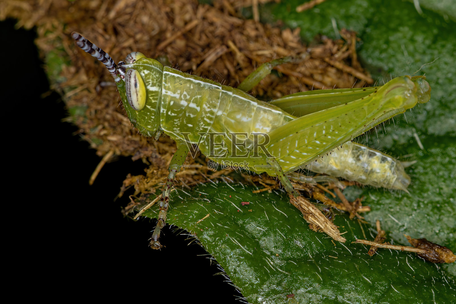 短角蚱蜢仙女照片摄影图片