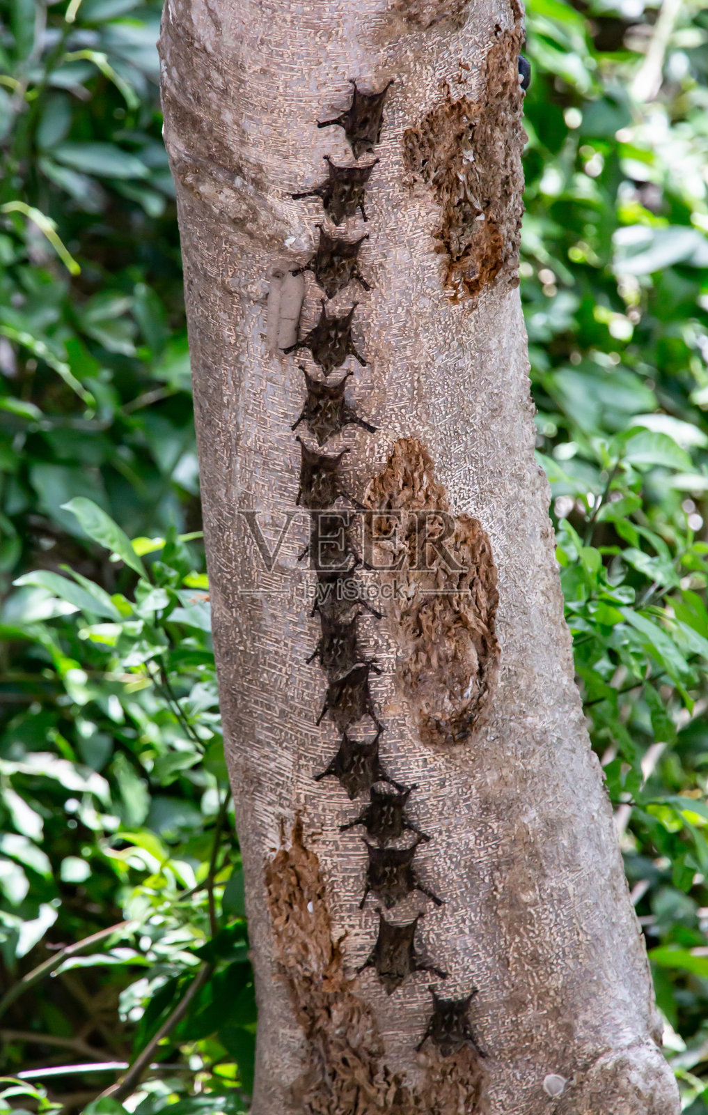 长鼻子的蝙蝠照片摄影图片