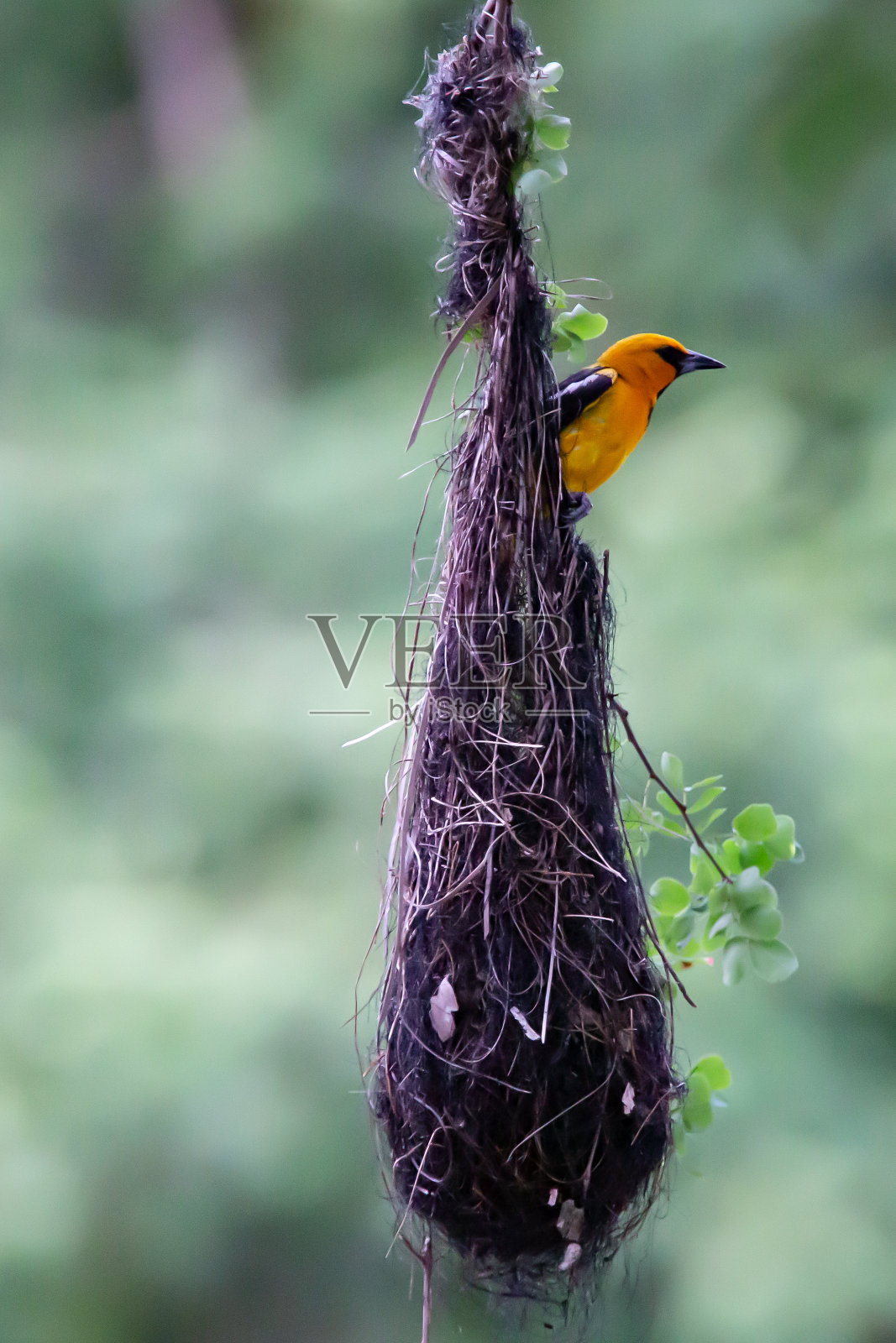 巴尔的摩金莺嵌套照片摄影图片