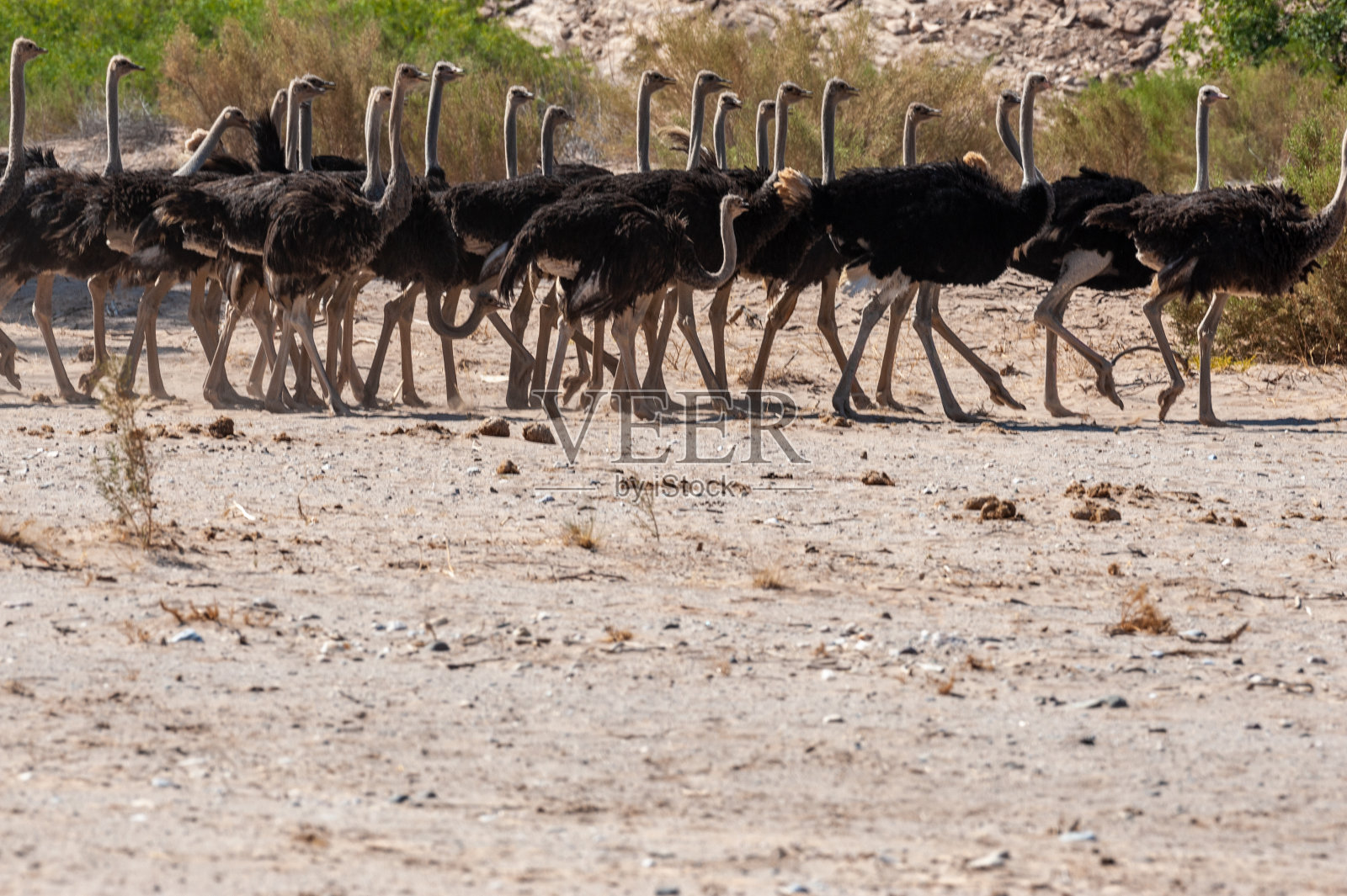 一群鸵鸟正在穿越纳米比亚的一条土路照片摄影图片