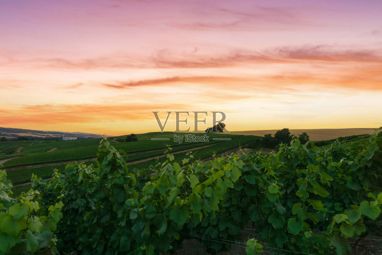 在法国兰斯蒙塔尼的香槟葡萄园里,一排排的葡萄。照片摄影图片