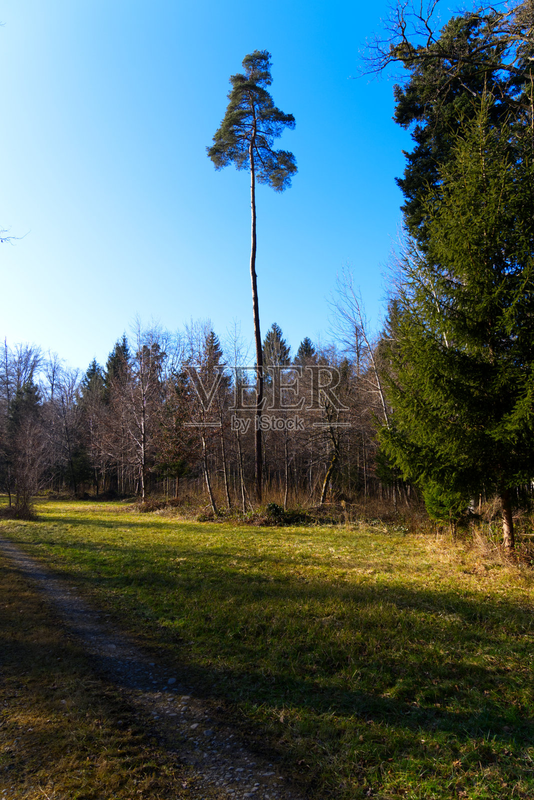 瑞士机场附近的冬季景观Zürich Kloten。照片摄影图片